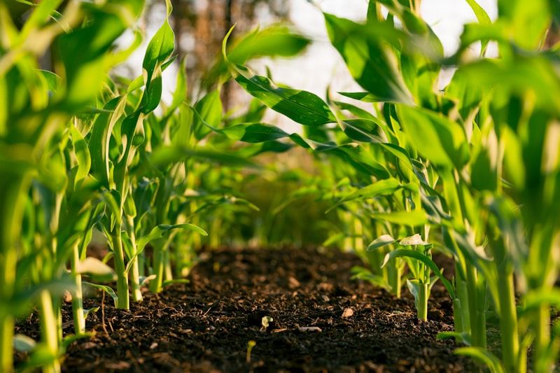 Young crops growing in a field